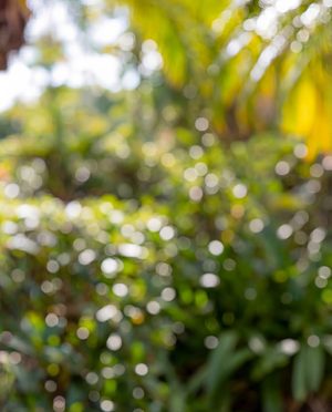 Outdoor background